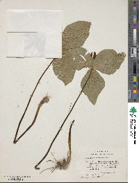 Trillium viridescens image