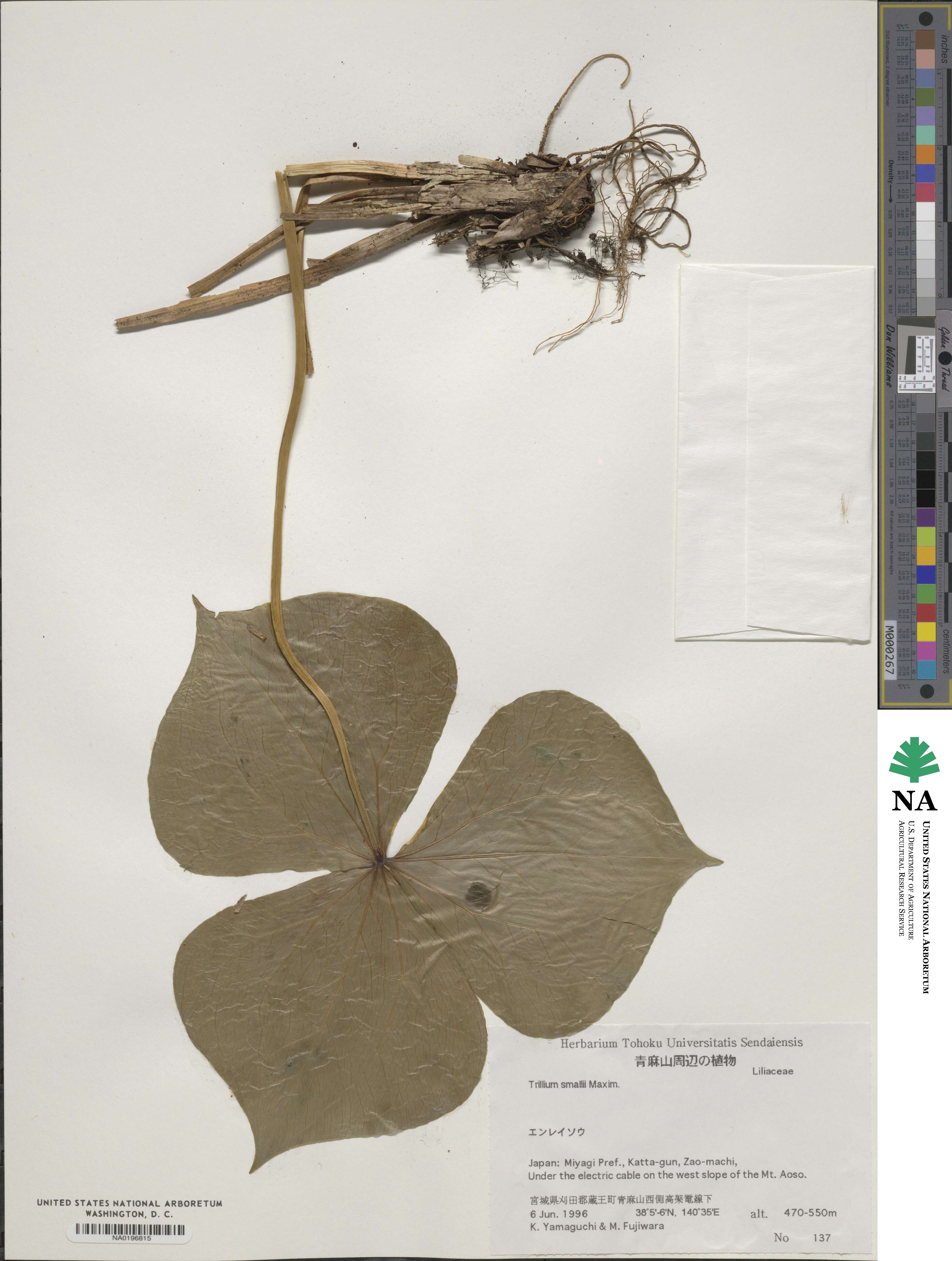 Trillium smallii image