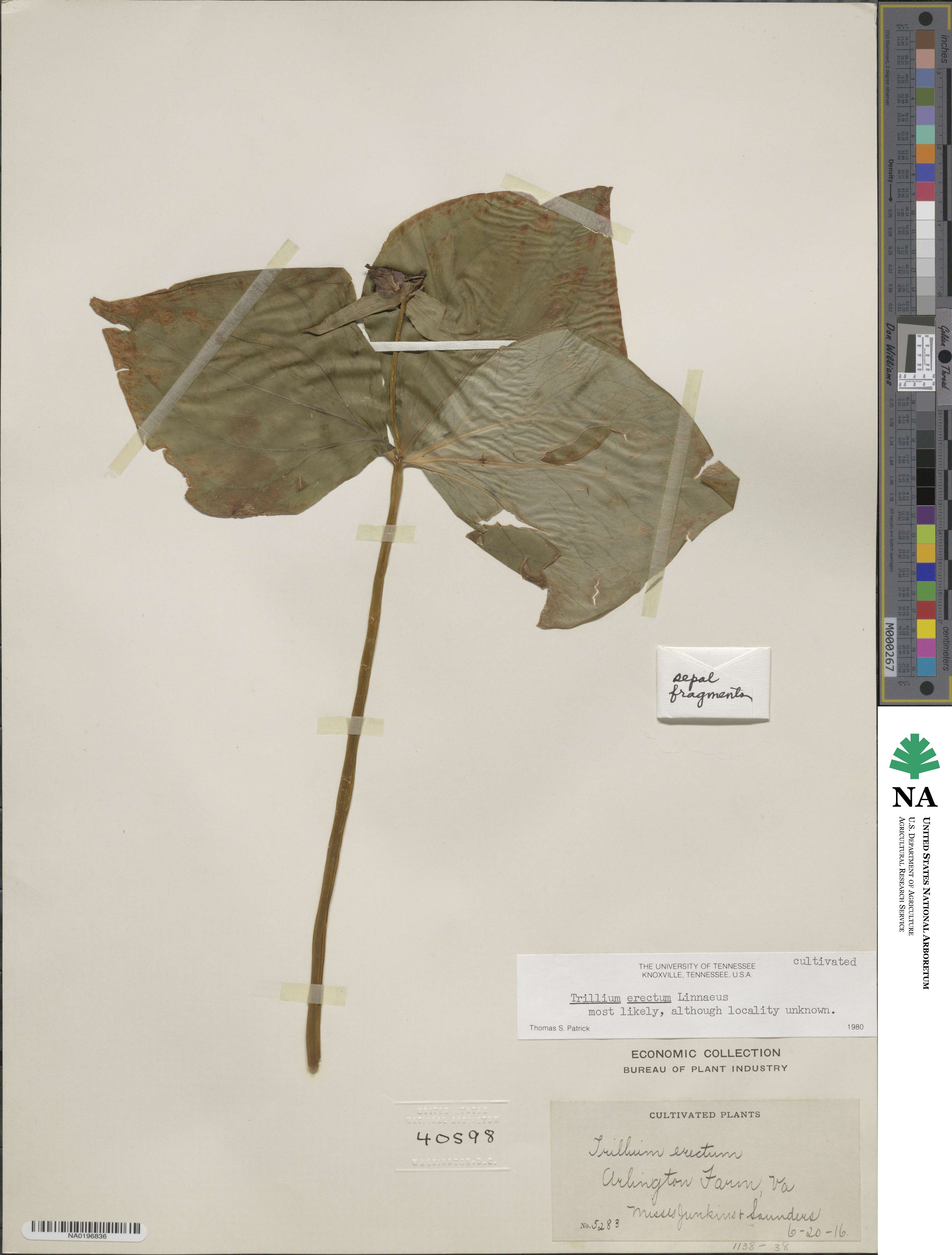 Trillium erectum image