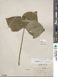 Trillium erectum image