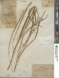 Liriope graminifolia image