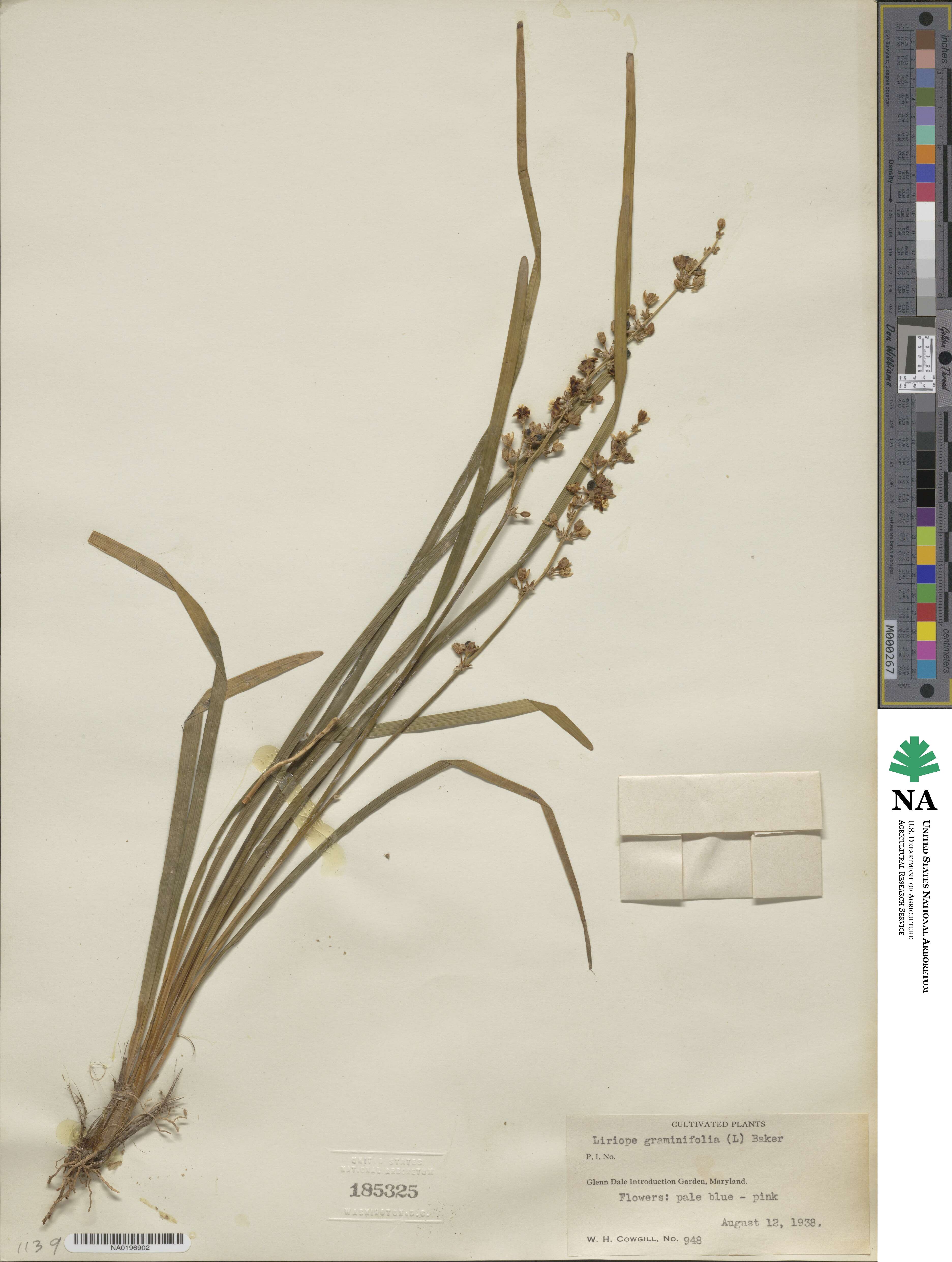Liriope graminifolia image