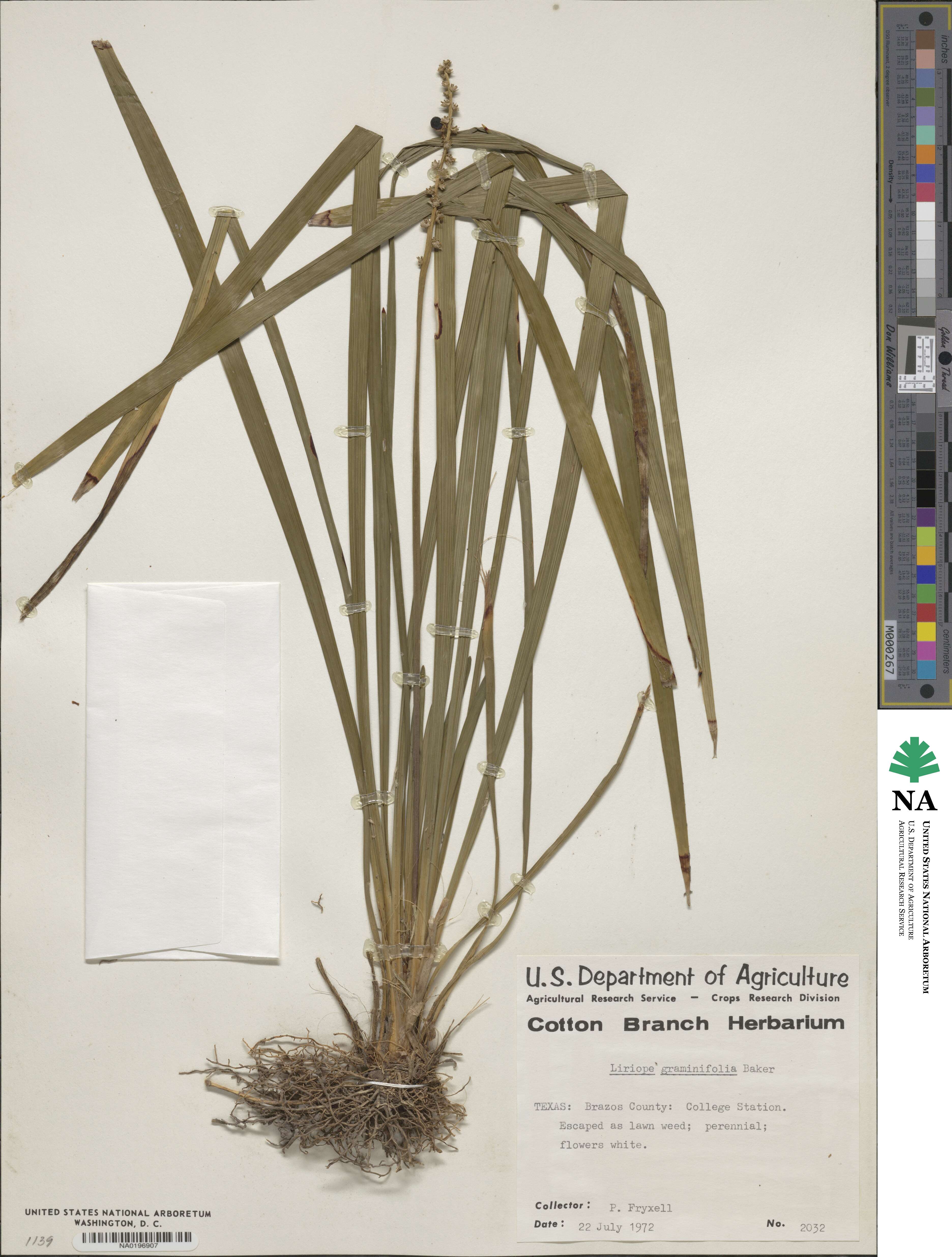Liriope image