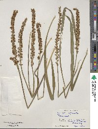 Liriope spicata image