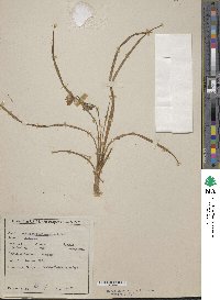 Image of Ophiopogon intermedius