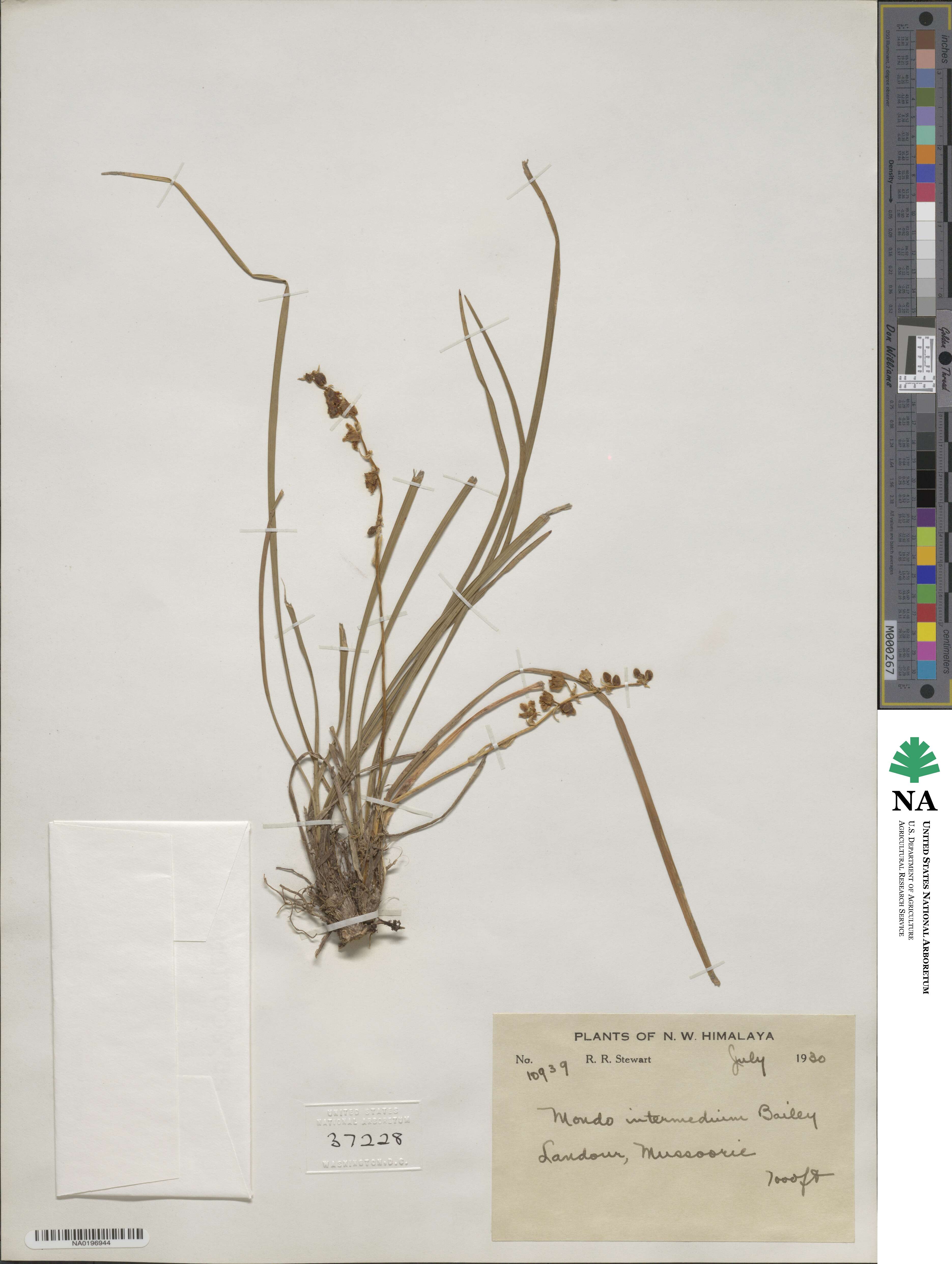 Ophiopogon intermedius image
