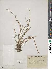 Ophiopogon intermedius image