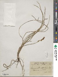 Ophiopogon intermedius image