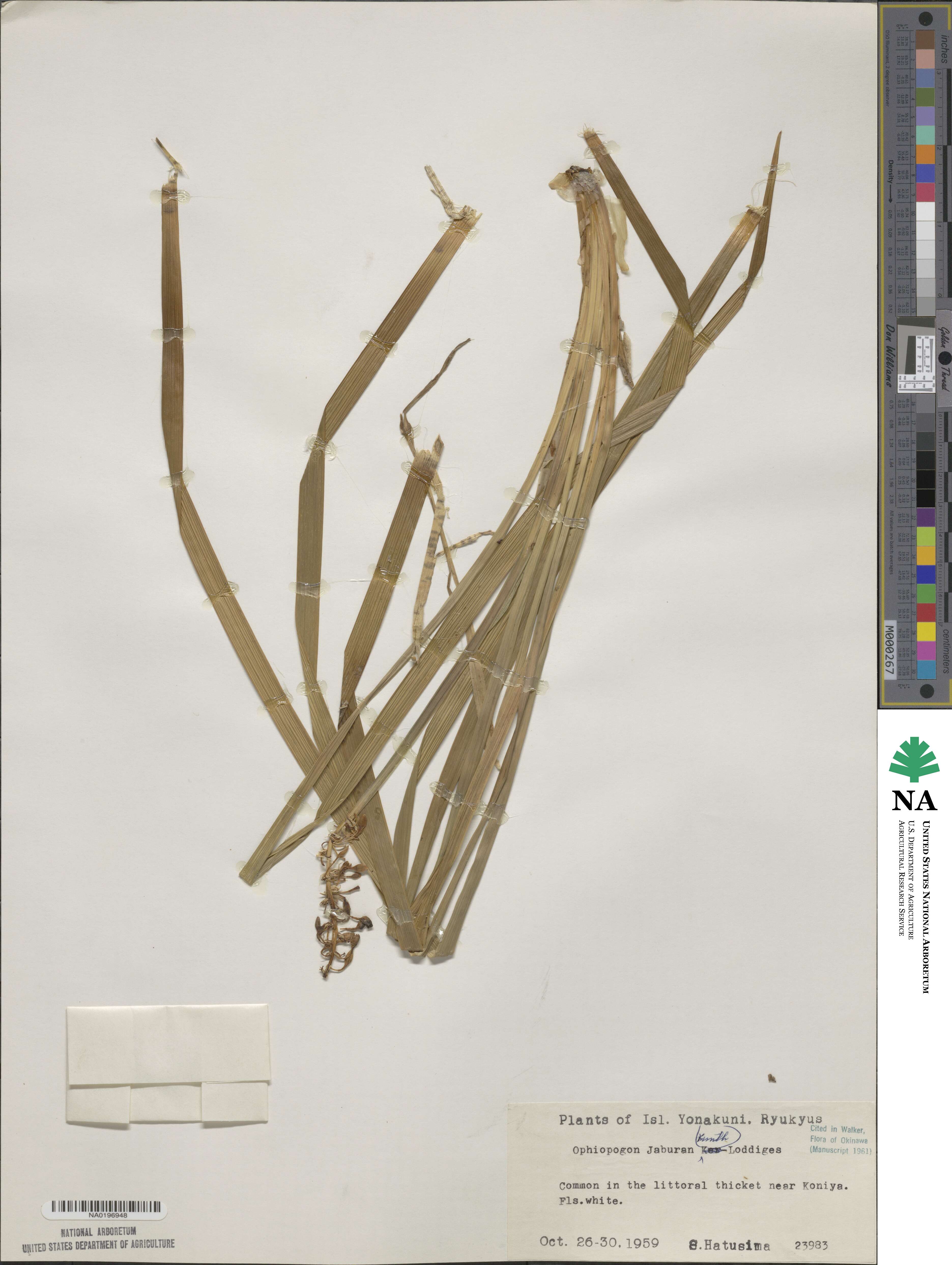 Ophiopogon jaburan image