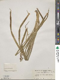 Ophiopogon jaburan image