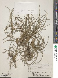 Ophiopogon japonicus image