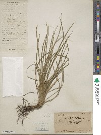 Ophiopogon japonicus image