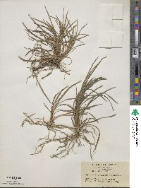 Ophiopogon japonicus image