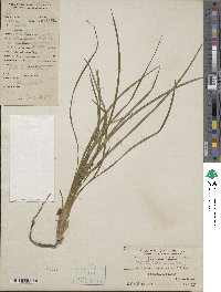 Ophiopogon japonicus image