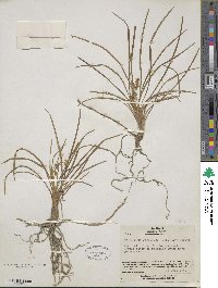 Ophiopogon japonicus image