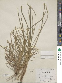 Ophiopogon japonicus image