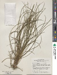 Ophiopogon japonicus image