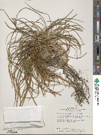 Ophiopogon japonicus image