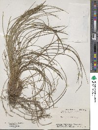 Ophiopogon japonicus image