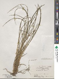 Ophiopogon japonicus image