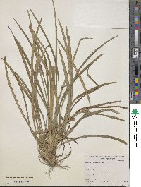 Image of Ophiopogon planiscapus