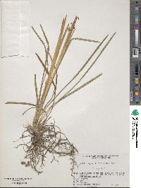 Ophiopogon planiscapus image