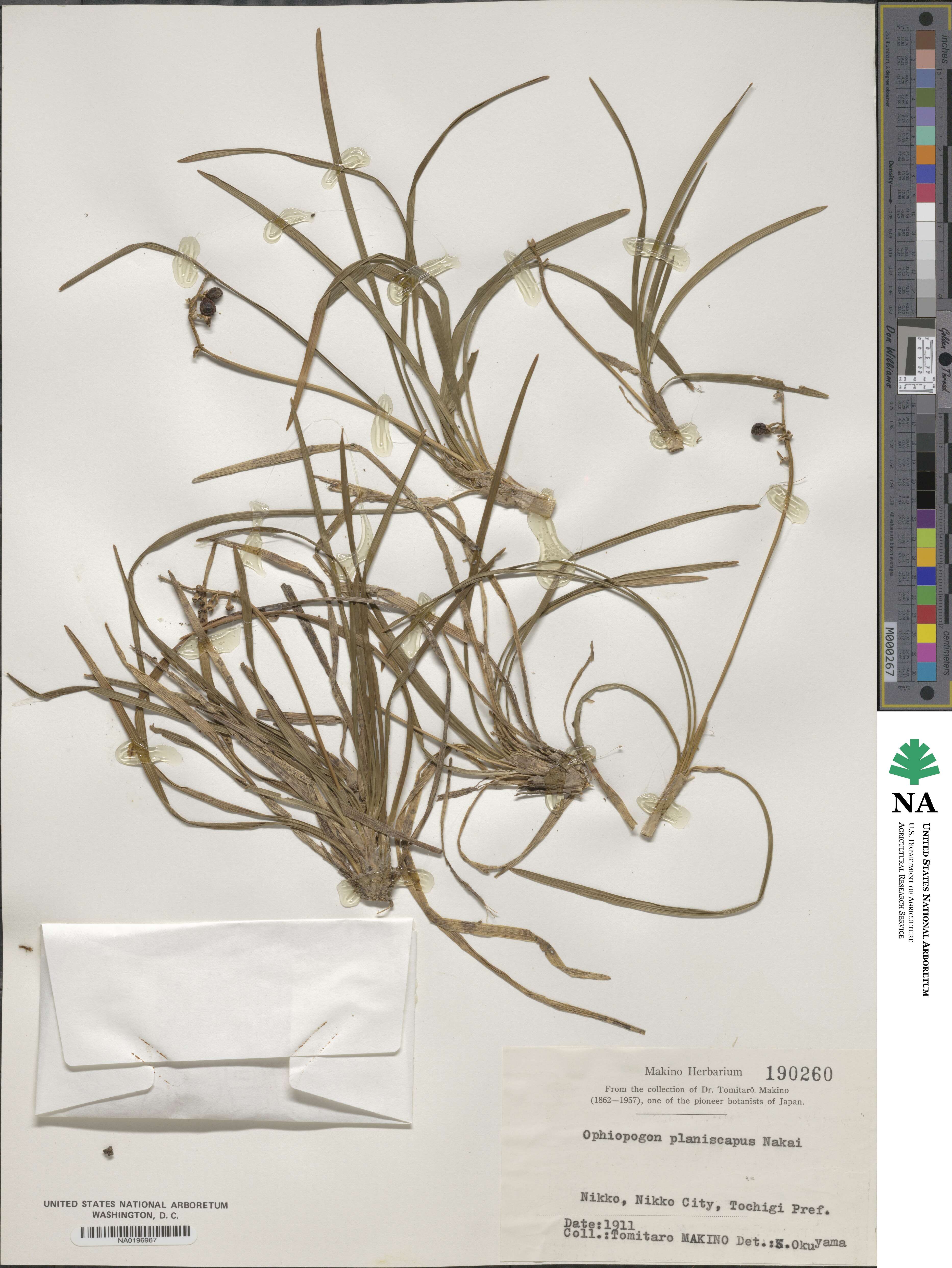 Ophiopogon planiscapus image