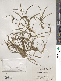 Ophiopogon planiscapus image