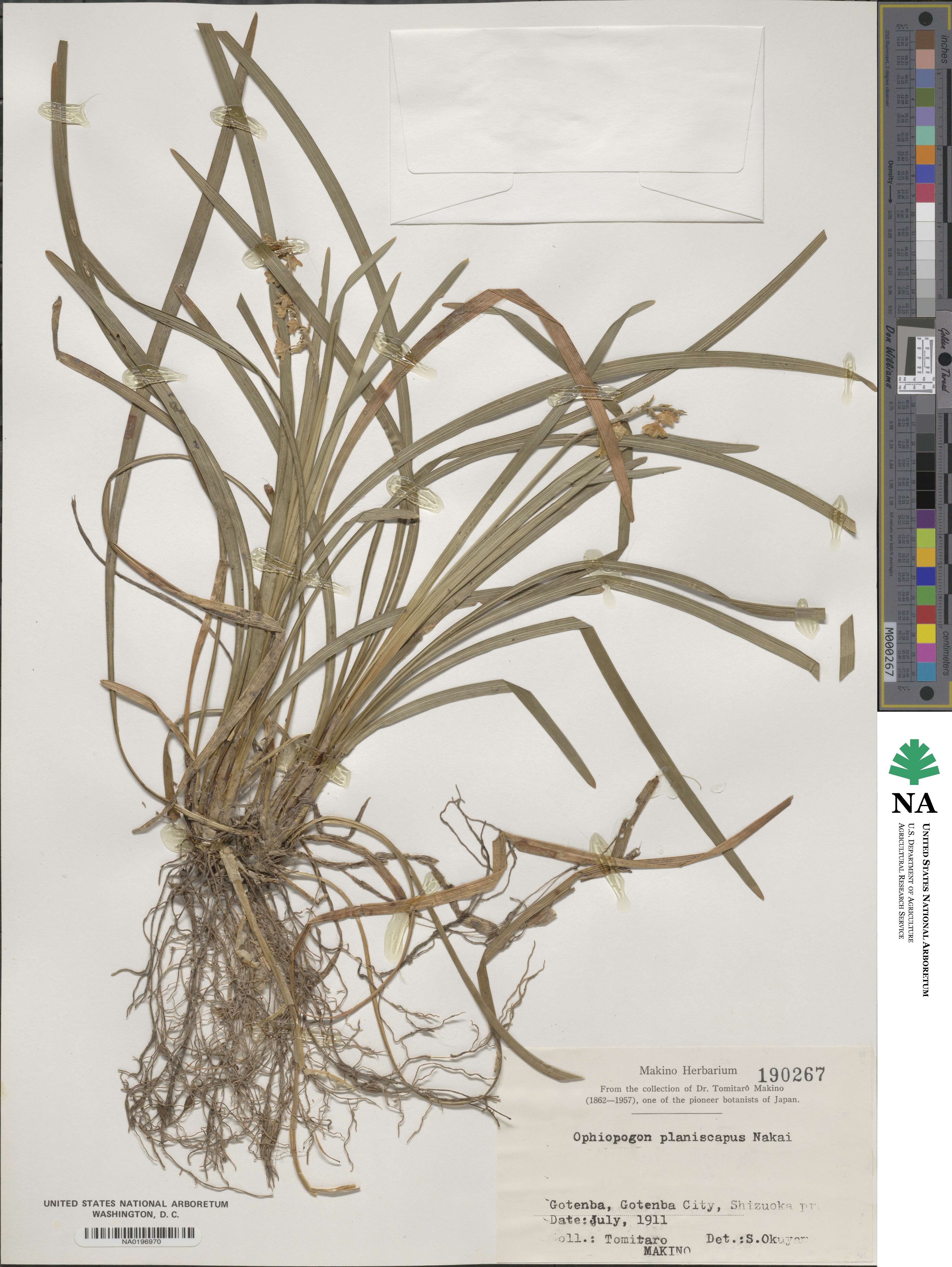 Ophiopogon planiscapus image