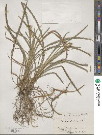 Ophiopogon planiscapus image