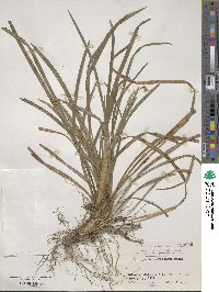 Ophiopogon planiscapus image