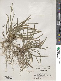 Ophiopogon planiscapus image