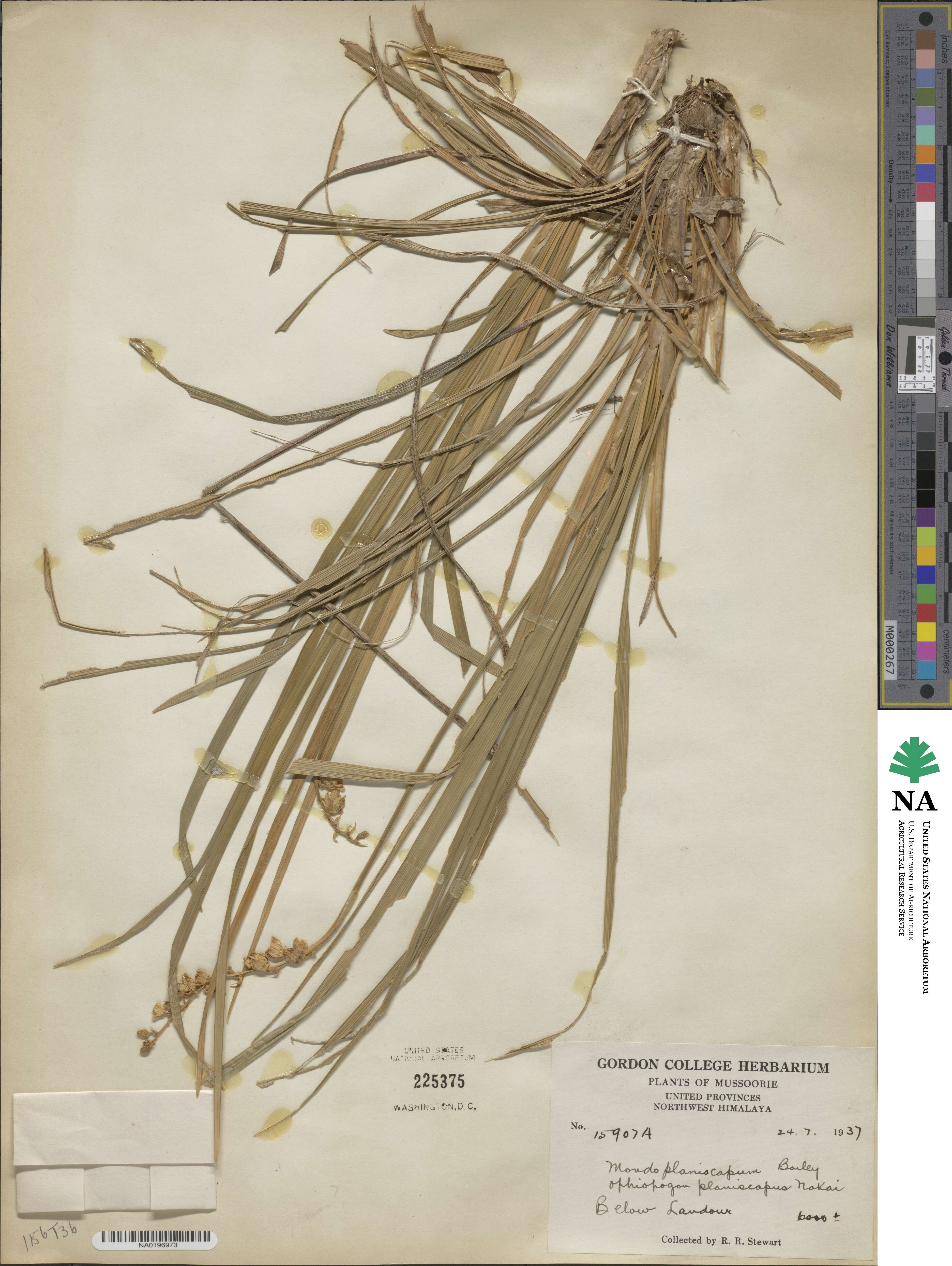Ophiopogon planiscapus image
