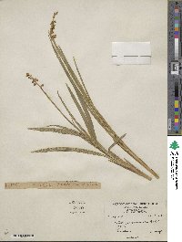 Ophiopogon planiscapus image