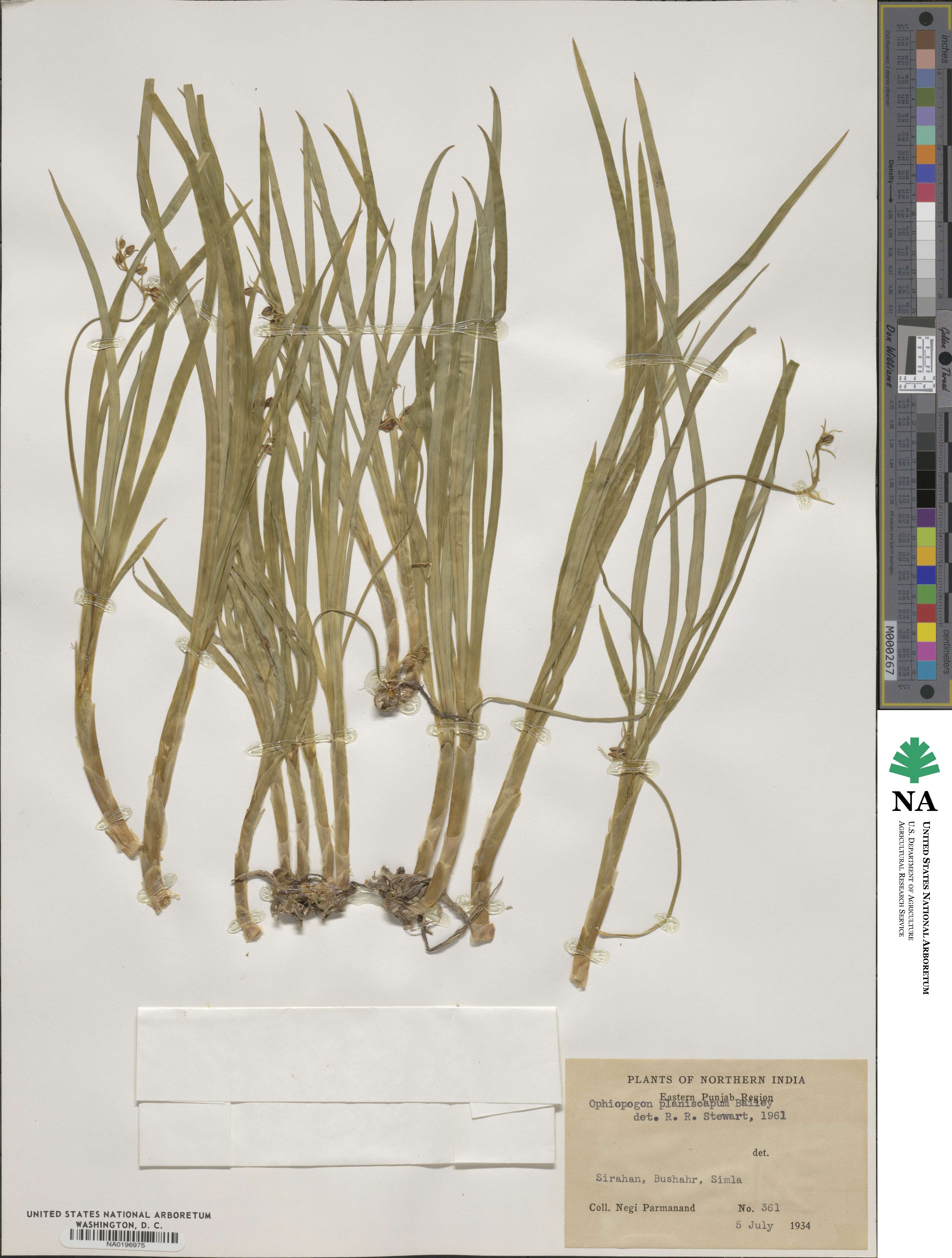 Ophiopogon image