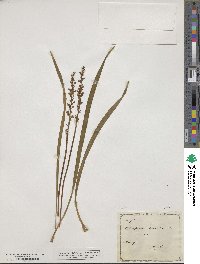 Ophiopogon spicatus image