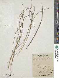 Ophiopogon japonicus image