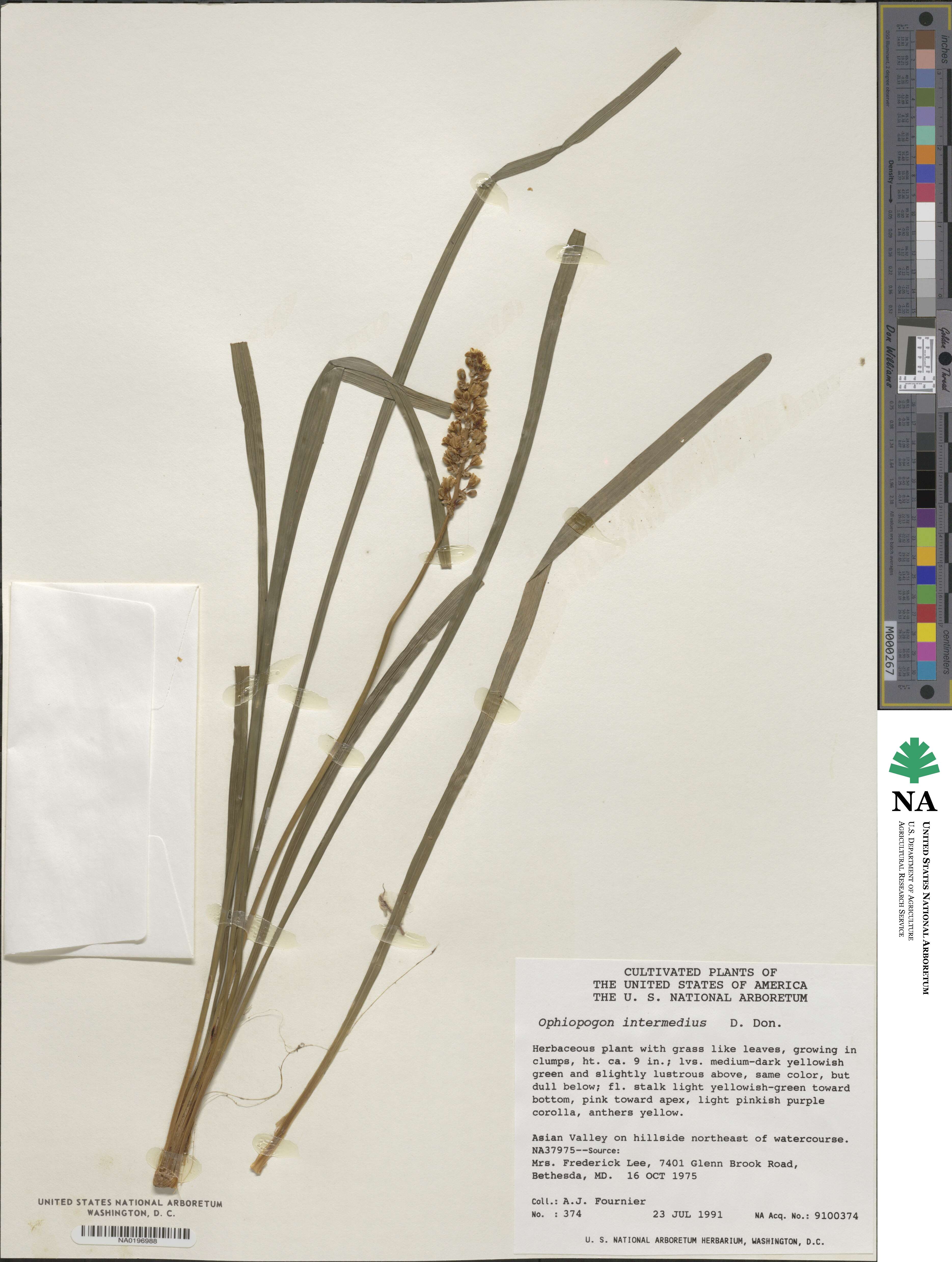 Ophiopogon intermedius image