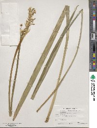 Ophiopogon jaburan image