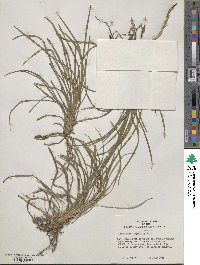 Ophiopogon japonicus image