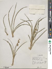 Ophiopogon japonicus image