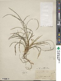 Ophiopogon japonicus image