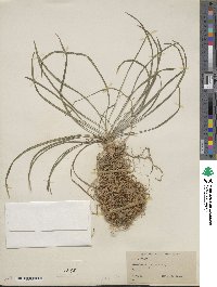 Ophiopogon japonicus image