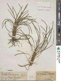 Ophiopogon japonicus image