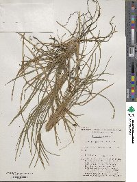 Ophiopogon japonicus image