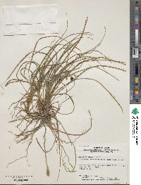 Ophiopogon japonicus image