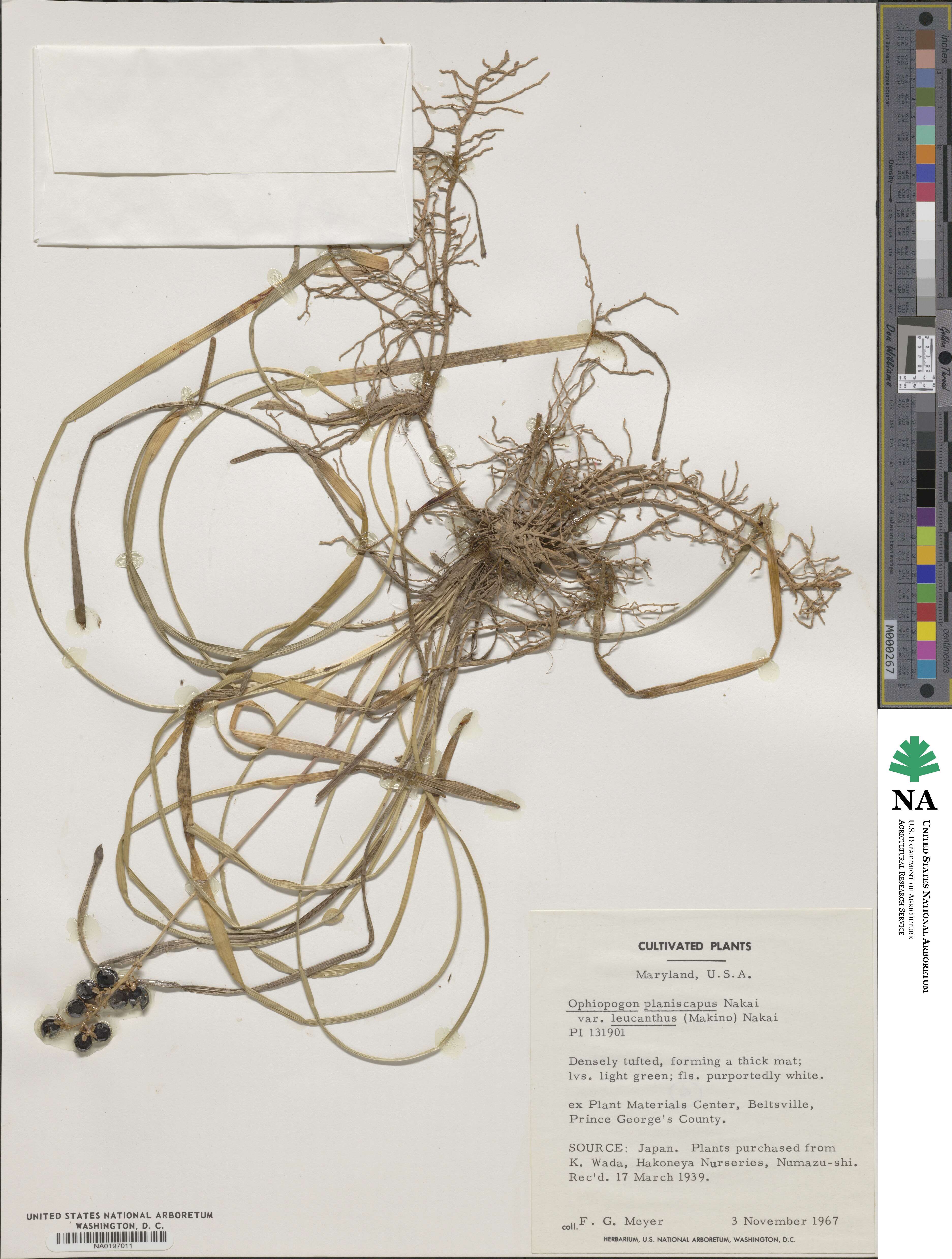Ophiopogon planiscapus f. leucanthus image