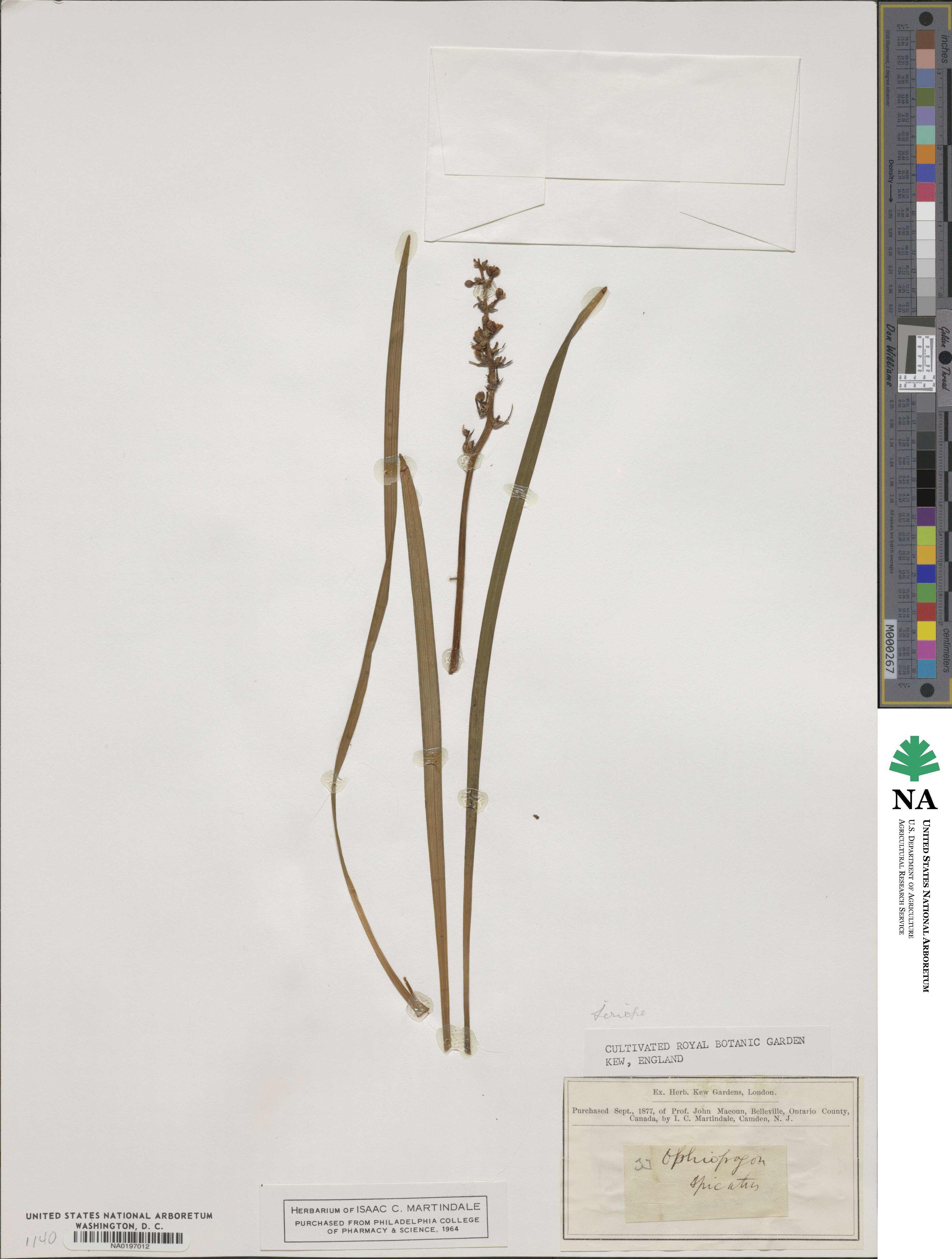 Ophiopogon spicatus image