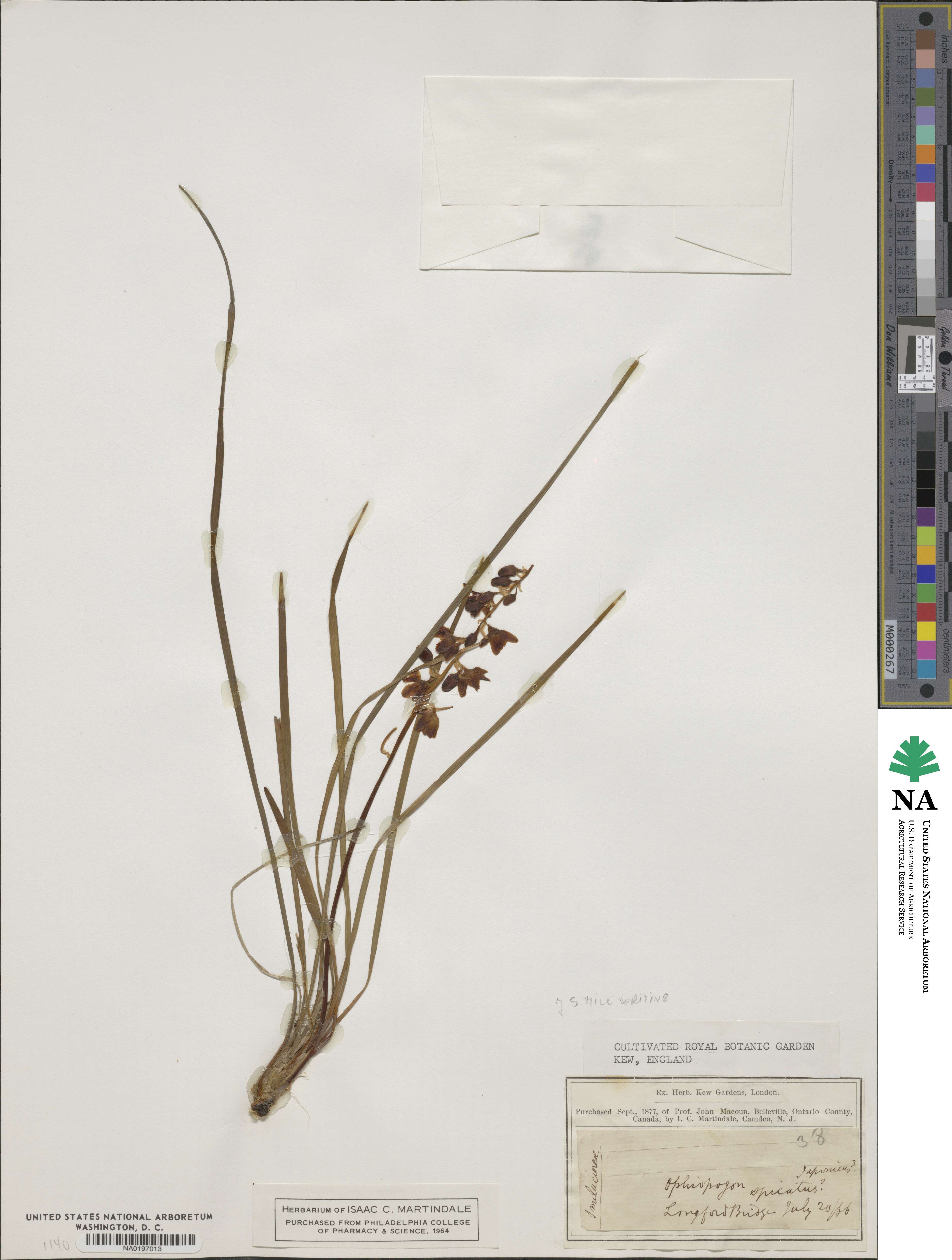 Ophiopogon spicatus image