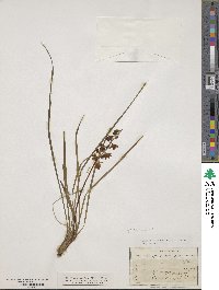 Ophiopogon spicatus image